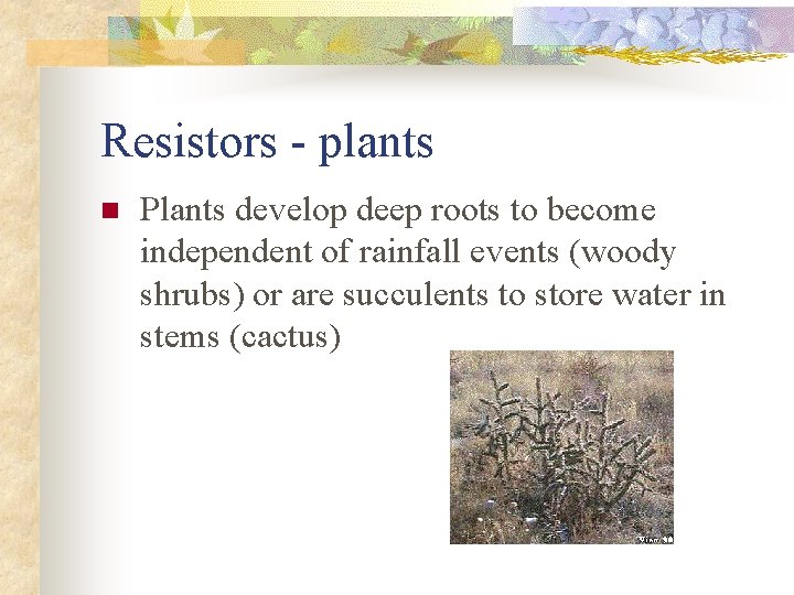 Resistors - plants n Plants develop deep roots to become independent of rainfall events