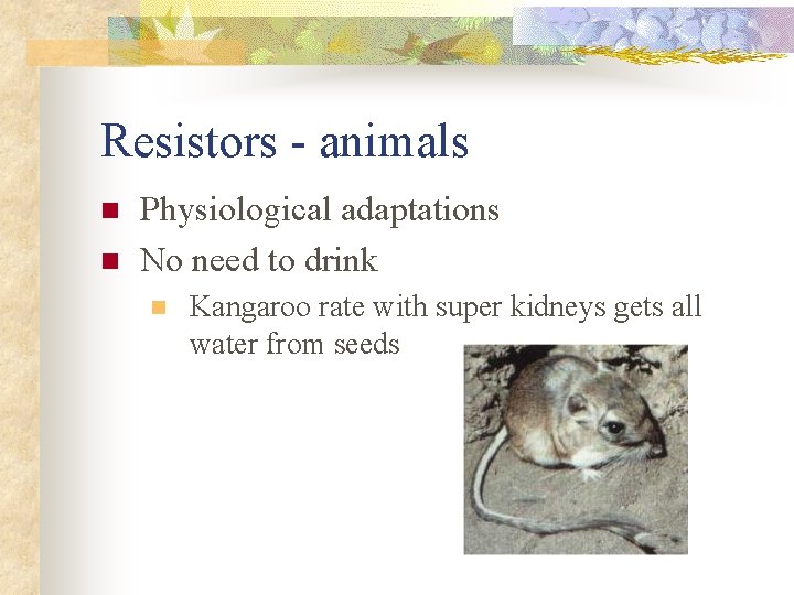 Resistors - animals n n Physiological adaptations No need to drink n Kangaroo rate
