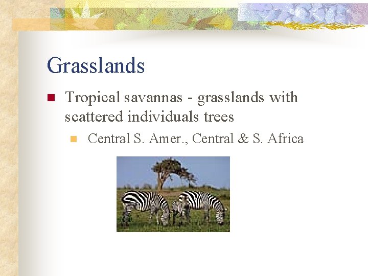 Grasslands n Tropical savannas - grasslands with scattered individuals trees n Central S. Amer.