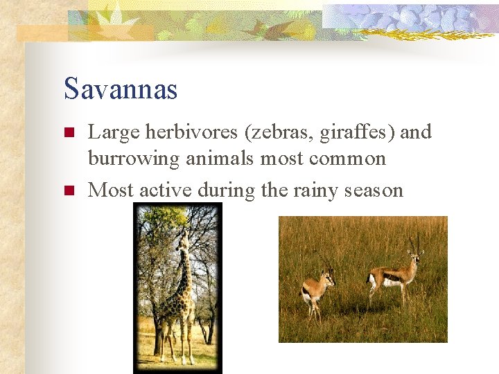 Savannas n n Large herbivores (zebras, giraffes) and burrowing animals most common Most active