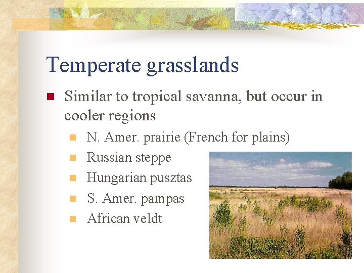 Temperate grasslands n Similar to tropical savanna, but occur in cooler regions n n