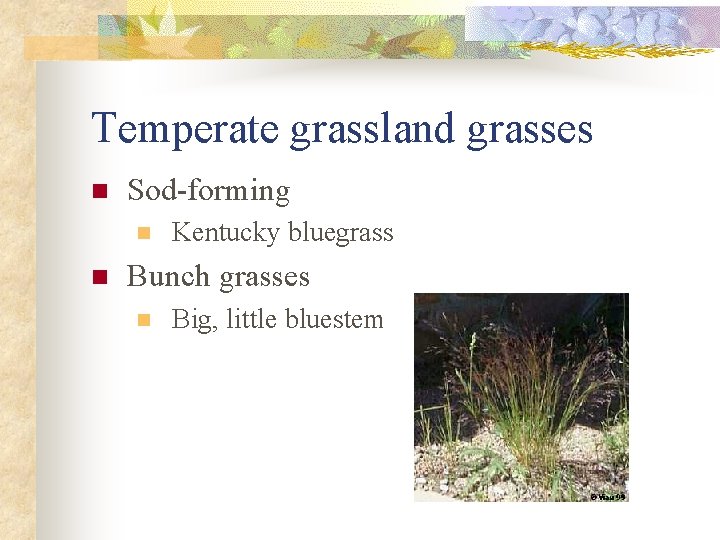 Temperate grassland grasses n Sod-forming n n Kentucky bluegrass Bunch grasses n Big, little