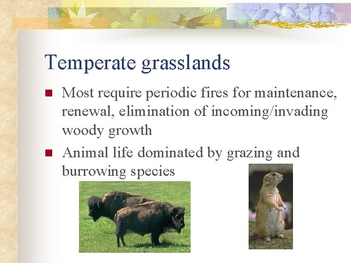 Temperate grasslands n n Most require periodic fires for maintenance, renewal, elimination of incoming/invading