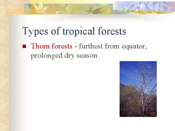 Types of tropical forests n Thorn forests - furthest from equator, prolonged dry season