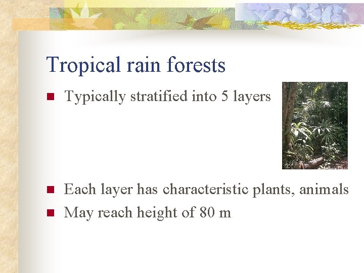 Tropical rain forests n Typically stratified into 5 layers n Each layer has characteristic