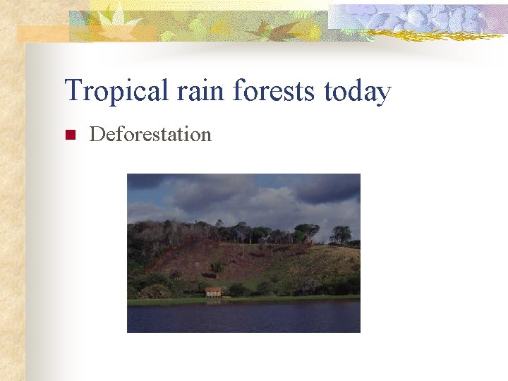 Tropical rain forests today n Deforestation 
