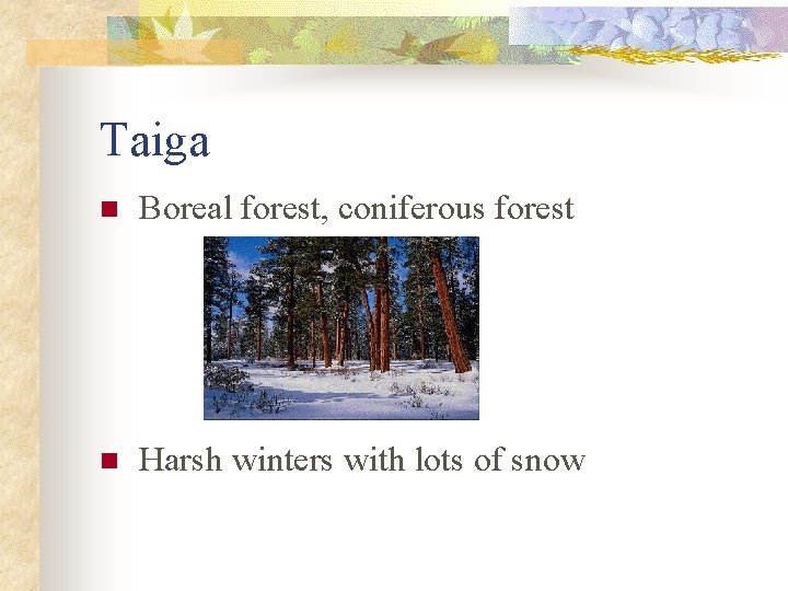 Taiga n Boreal forest, coniferous forest n Harsh winters with lots of snow 