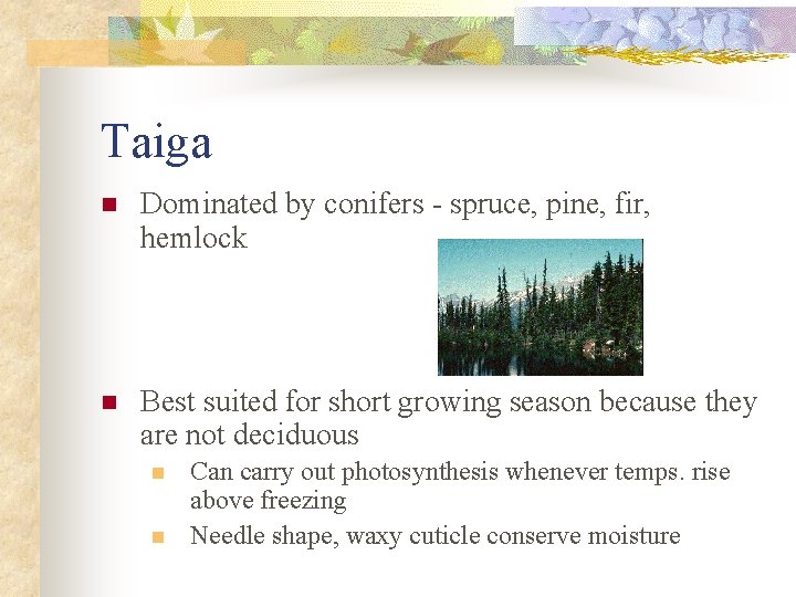 Taiga n Dominated by conifers - spruce, pine, fir, hemlock n Best suited for