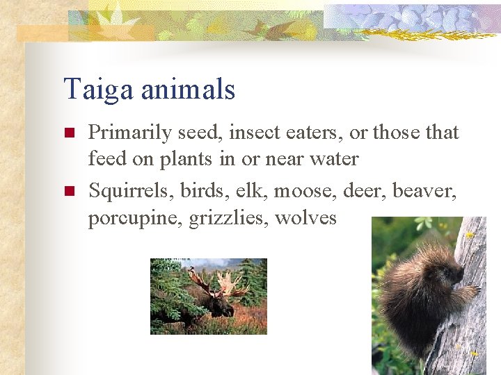 Taiga animals n n Primarily seed, insect eaters, or those that feed on plants