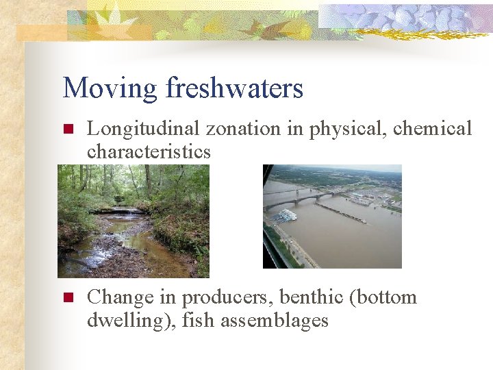 Moving freshwaters n Longitudinal zonation in physical, chemical characteristics n Change in producers, benthic