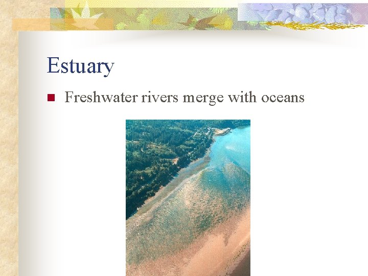 Estuary n Freshwater rivers merge with oceans 