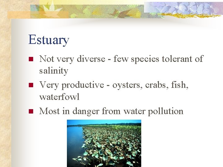 Estuary n n n Not very diverse - few species tolerant of salinity Very