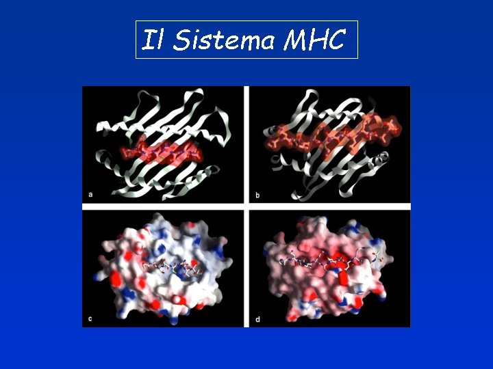 Il Sistema MHC 