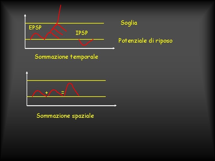 Soglia EPSP IPSP Sommazione temporale + = Sommazione spaziale Potenziale di riposo 