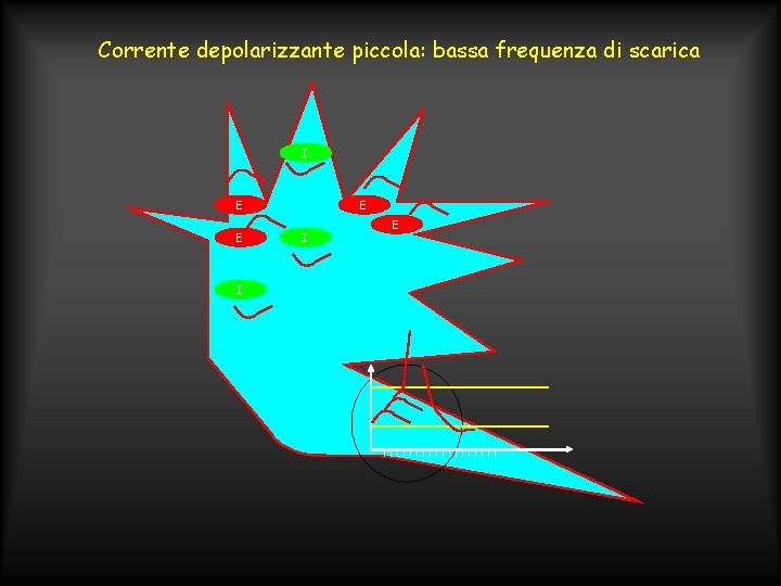 Corrente depolarizzante piccola: bassa frequenza di scarica I E E I E 