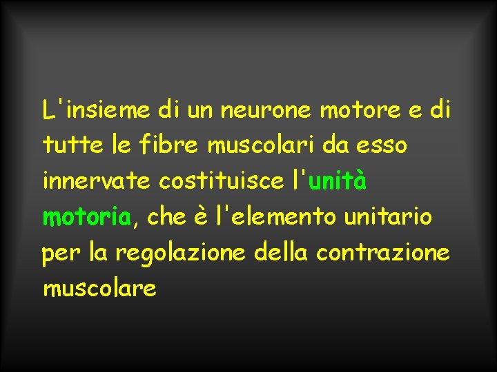 L'insieme di un neurone motore e di tutte le fibre muscolari da esso innervate