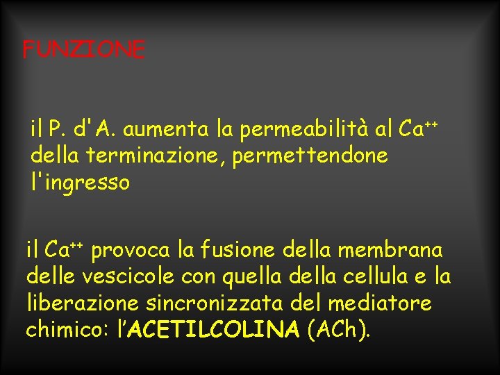 FUNZIONE il P. d'A. aumenta la permeabilità al Ca++ della terminazione, permettendone l'ingresso il