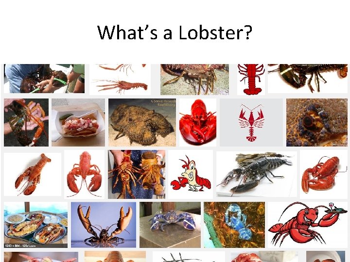 What’s a Lobster? 