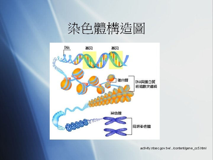 染色體構造圖 activity. ntsec. gov. tw/. . . /content/gene_cc 5. html 