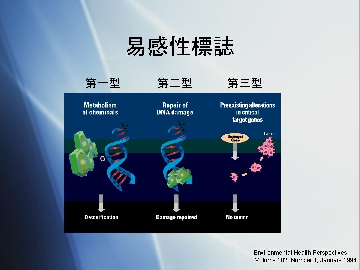 易感性標誌 第一型 第二型 第三型 Environmental Health Perspectives Volume 102, Number 1, January 1994 
