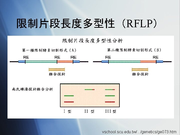 限制片段長度多型性（RFLP） vschool. scu. edu. tw/. . . /genetics/ge 073. htm 