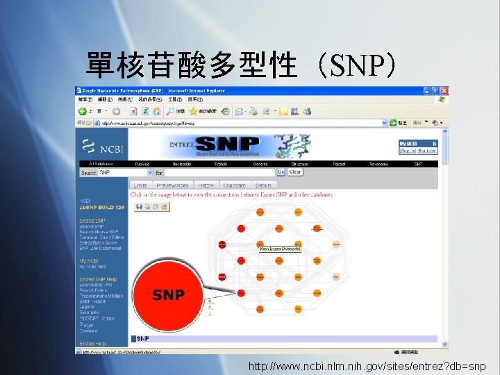 單核苷酸多型性（SNP） http: //www. ncbi. nlm. nih. gov/sites/entrez? db=snp 