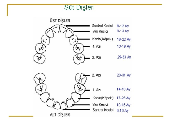 Süt Dişleri 