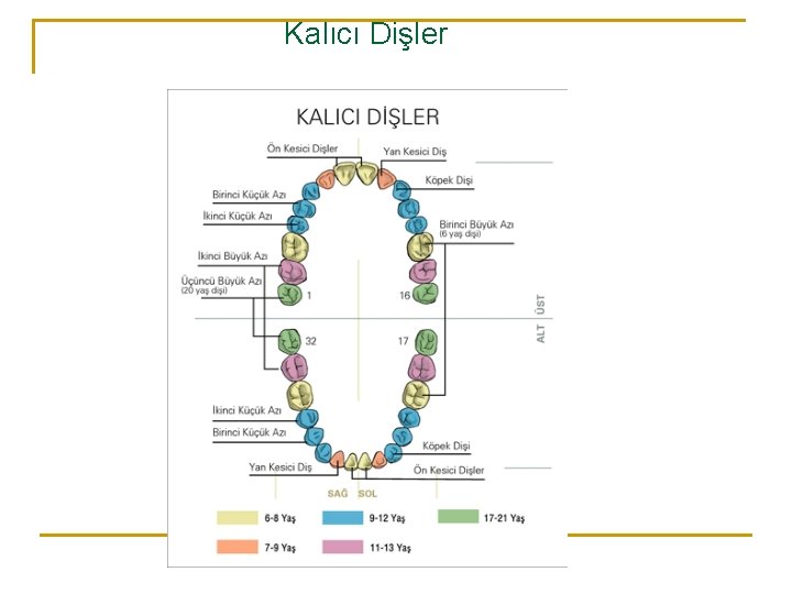 Kalıcı Dişler 