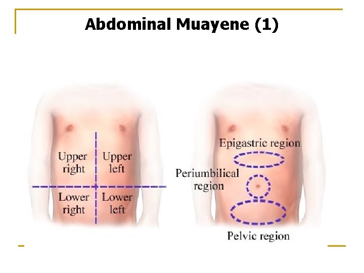 Abdominal Muayene (1) 