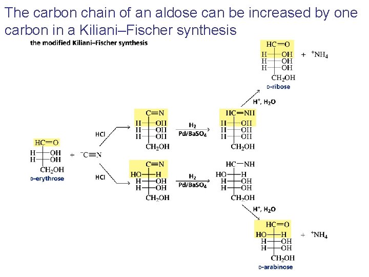 The carbon chain of an aldose can be increased by one carbon in a The carbon chain of an aldose can be increased by one carbon in a