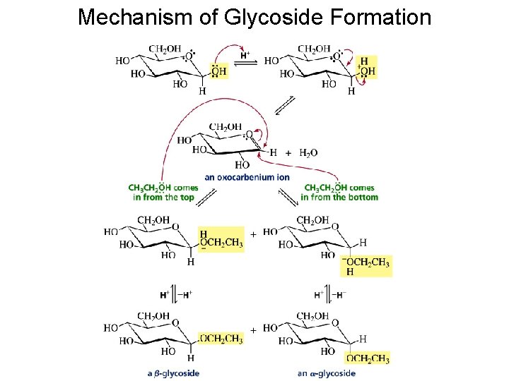 Mechanism of Glycoside Formation Mechanism of Glycoside Formation