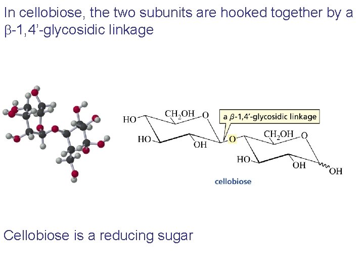 In cellobiose, the two subunits are hooked together by a b-1, 4’-glycosidic linkage Cellobiose In cellobiose, the two subunits are hooked together by a b-1, 4’-glycosidic linkage Cellobiose