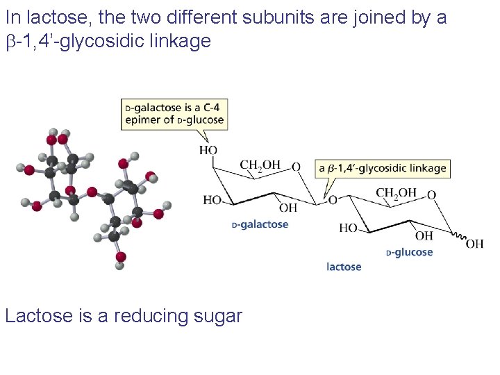 In lactose, the two different subunits are joined by a b-1, 4’-glycosidic linkage Lactose In lactose, the two different subunits are joined by a b-1, 4’-glycosidic linkage Lactose