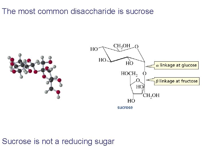 The most common disaccharide is sucrose Sucrose is not a reducing sugar The most common disaccharide is sucrose Sucrose is not a reducing sugar