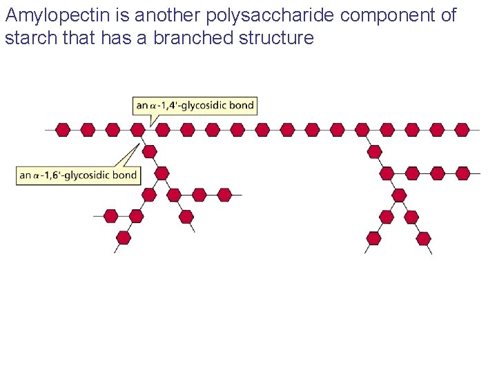 Amylopectin is another polysaccharide component of starch that has a branched structure Amylopectin is another polysaccharide component of starch that has a branched structure