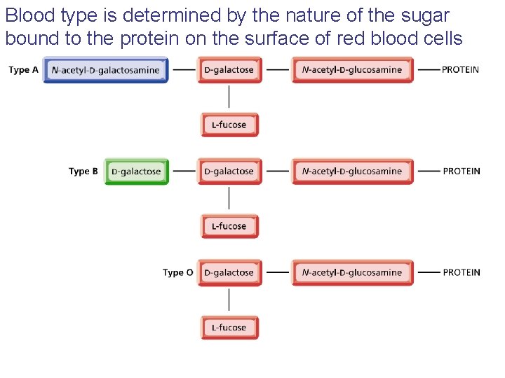 Blood type is determined by the nature of the sugar bound to the protein Blood type is determined by the nature of the sugar bound to the protein