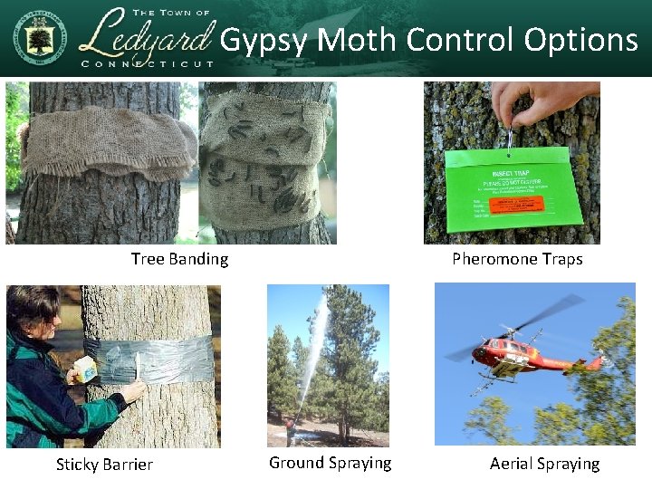 Gypsy Moth Control Options Tree Banding Sticky Barrier Pheromone Traps Ground Spraying Aerial Spraying