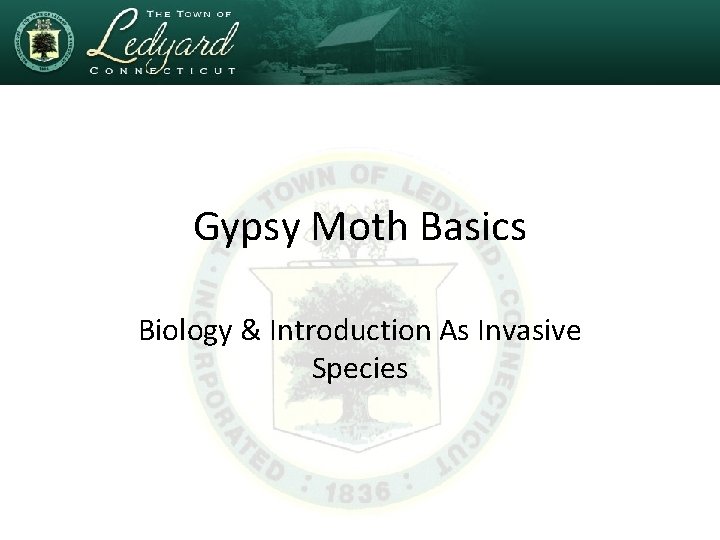 Gypsy Moth Basics Biology & Introduction As Invasive Species 