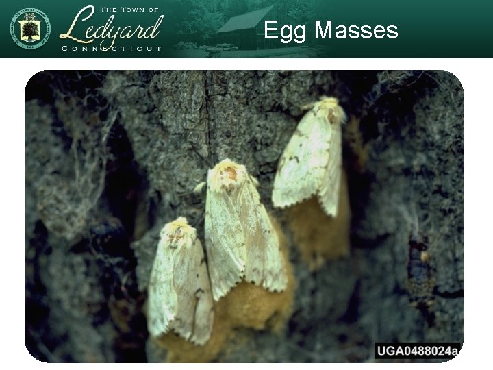 Egg Masses 