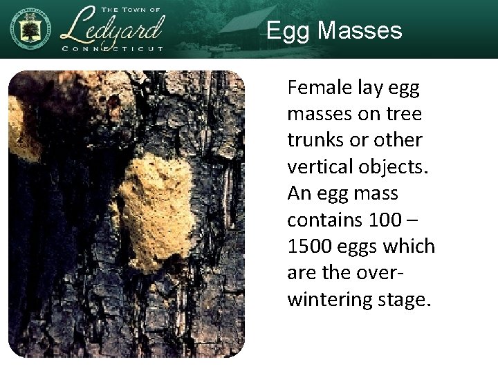 Egg Masses Female lay egg masses on tree trunks or other vertical objects. An