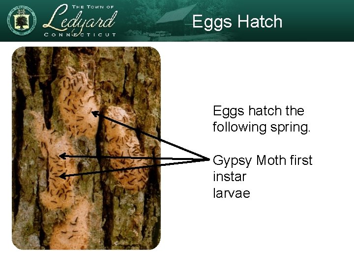 Eggs Hatch Eggs hatch the following spring. Gypsy Moth first instar larvae 