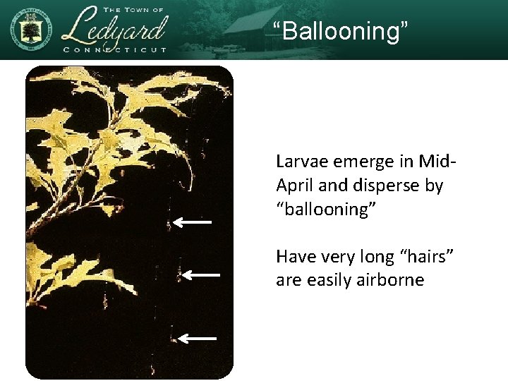 “Ballooning” Larvae emerge in Mid. April and disperse by “ballooning” Have very long “hairs”