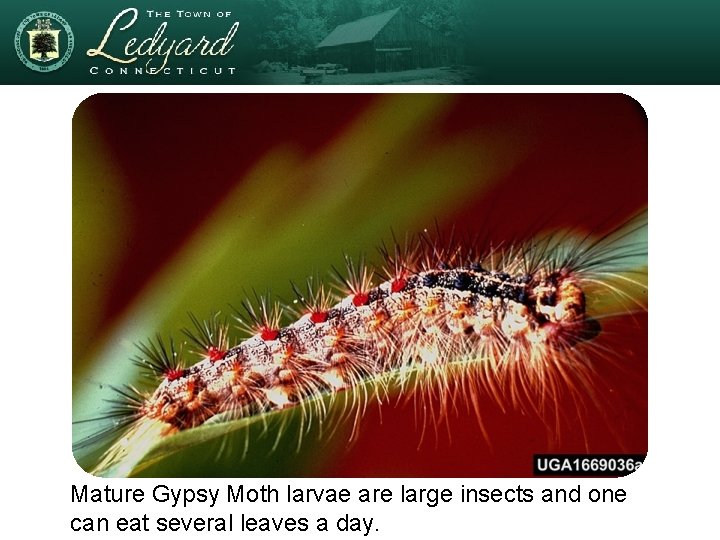 Mature Gypsy Moth larvae are large insects and one can eat several leaves a