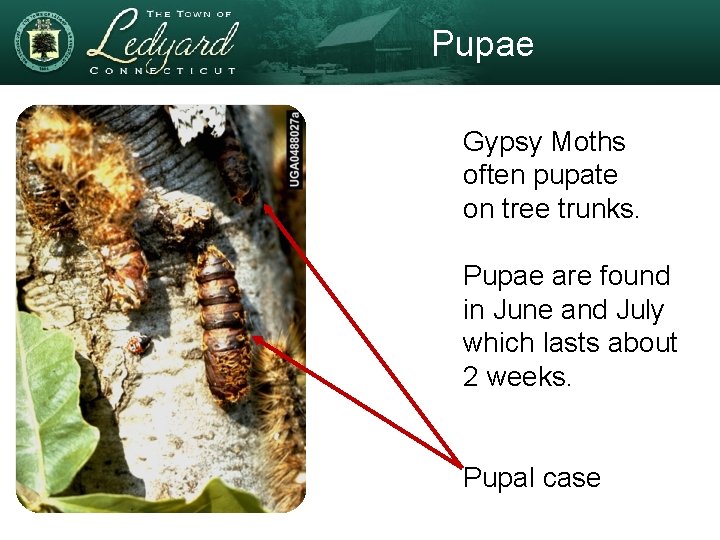 Pupae Gypsy Moths often pupate on tree trunks. Pupae are found in June and