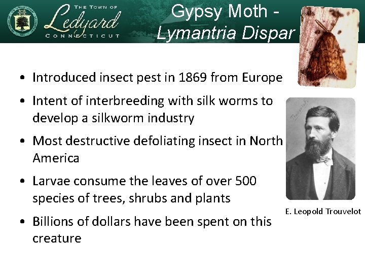 Gypsy Moth - Lymantria Dispar • Introduced insect pest in 1869 from Europe •