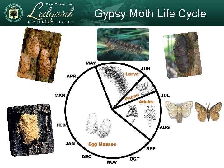 Gypsy Moth Life Cycle 