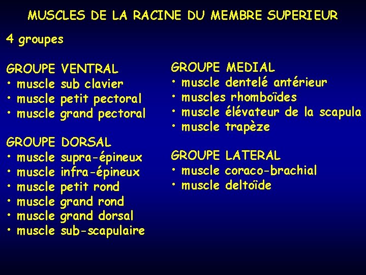 MUSCLES DE LA RACINE DU MEMBRE SUPERIEUR 4 groupes GROUPE • muscle VENTRAL sub