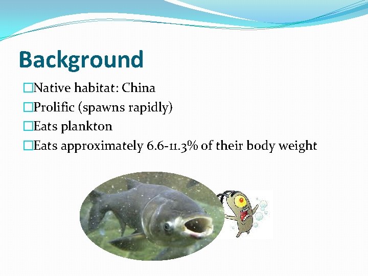 Background �Native habitat: China �Prolific (spawns rapidly) �Eats plankton �Eats approximately 6. 6 -11.