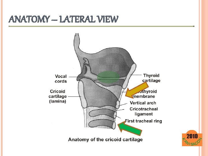 ANATOMY – LATERAL VIEW 