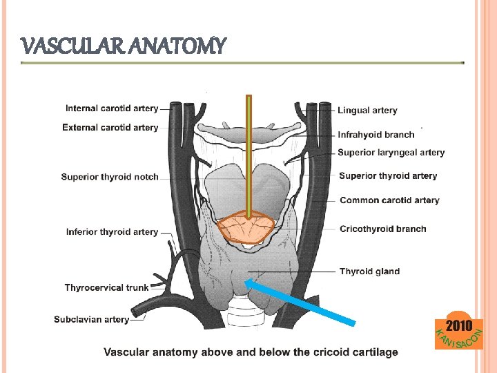 VASCULAR ANATOMY 